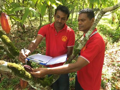 Caption: Agricultural Officer I, Mr. Jeet Ramjattan (left) and Plant Pathologist, Mr. Kishore Ragbir (right), both of the Ministry of Agriculture, Land and Fisheries, actively engage in a surveillance exercise geared towards detecting the presence of the Frosty Pod Rot disease in the Gran Couva area on Thursday March 9, 2017.